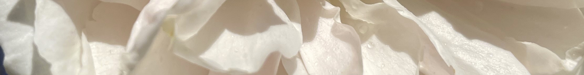 ÜBERREICHUNG BUNDESSTAATLICHER AUSZEICHNUNG 2023