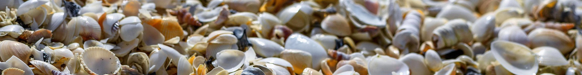 INTERVIEWS mit David Steindl-Rast